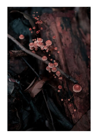 Natureza em Cor III