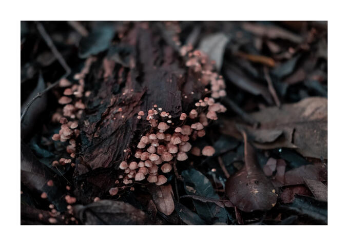 Natureza em Cor I