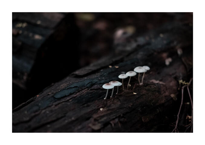 Natureza em Cor II