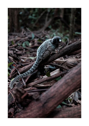 Natureza em Cor VI